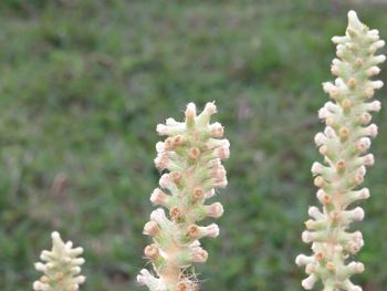 Close-up of flowers blooming outdoors