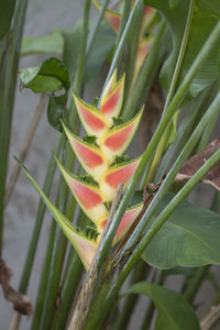 Close-up of flower growing on field