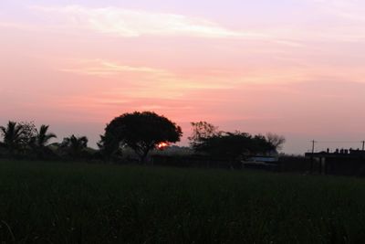 Trees on field against sky during sunset