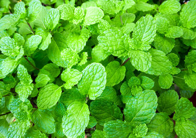 Close-up of green leaves