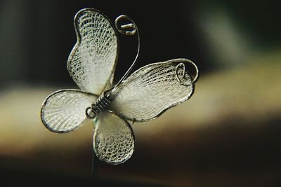 Close up of plant against blurred background