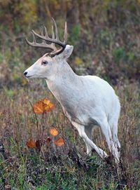 Deer standing in grass