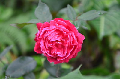 Close-up of pink rose