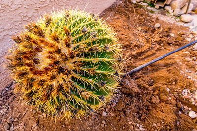 High angle view of cactus plant