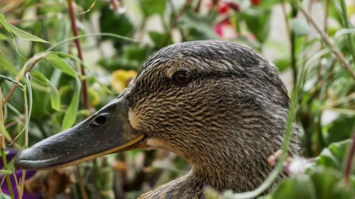 Close-up of a bird