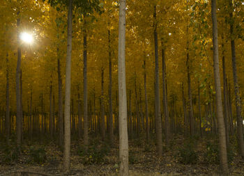 Pine trees in forest during autumn