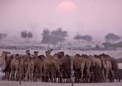 Camels on arid landscape during sunset