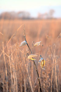 Close-up of dry plant on field