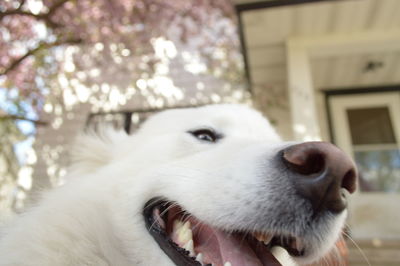 Close-up of white dog looking away