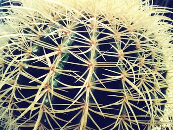 Close-up of cactus