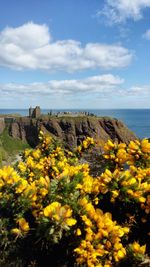 Scenic view of sea and yellow flowers against sky