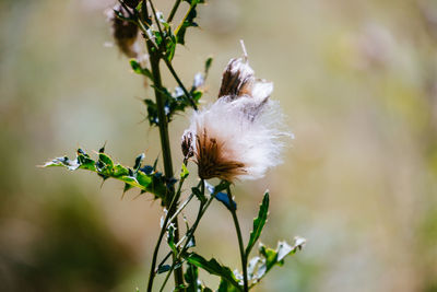 Close-up of white dandelion flower