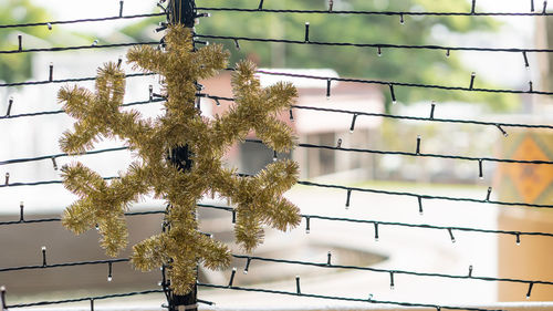 Low angle view of tree branch during winter