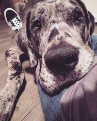 Close-up portrait of dog relaxing at home