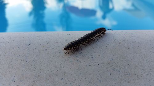 High angle view of centipede on pool side