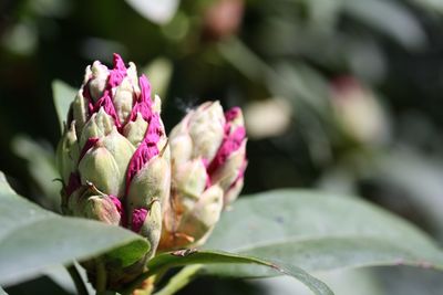 Close-up of pink flower