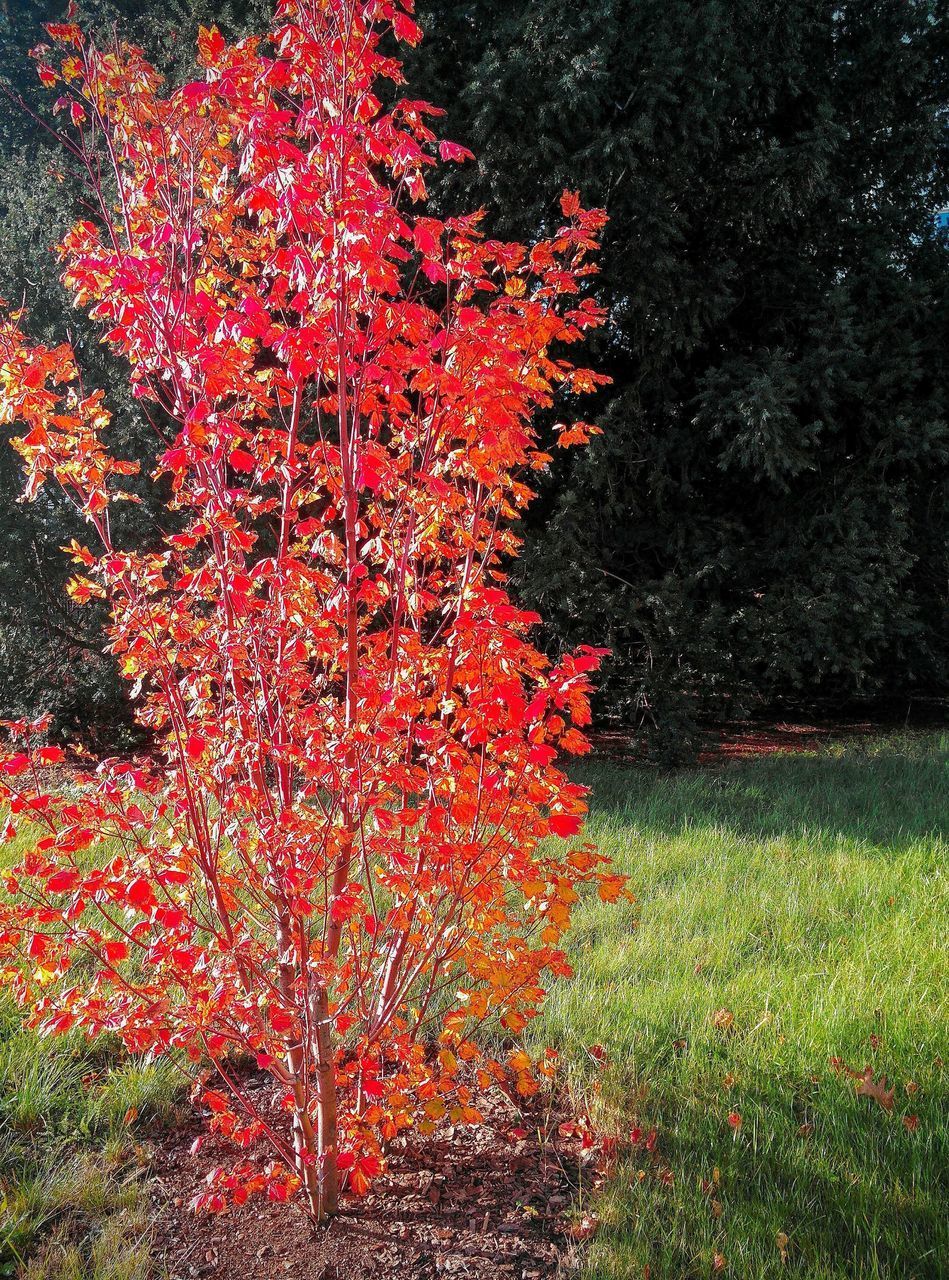 RED FLOWERING TREES IN FOREST