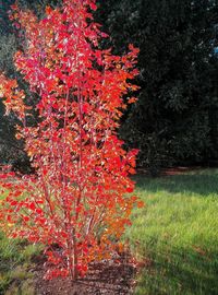 Red flowering trees on field during autumn