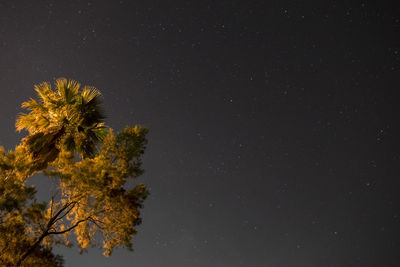 Low angle view of flower tree against sky at night