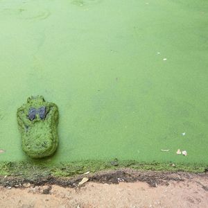 High angle view of lizard on sand