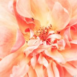 Close-up of pink flower