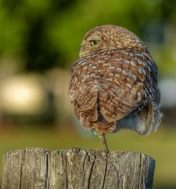 Close-up of bird perching on wooden wall