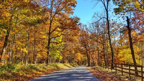 Road amidst trees in forest during autumn