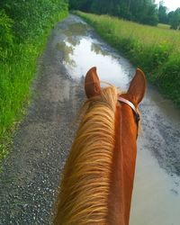 Low section of horse on shore