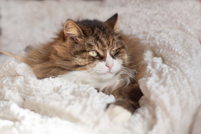 Furry cat lying on a white blanket at home