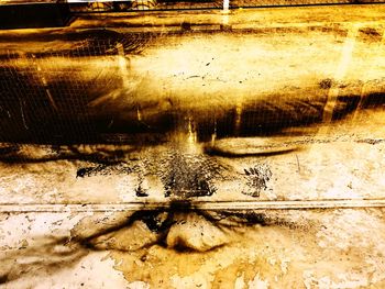 High angle view of insect in water