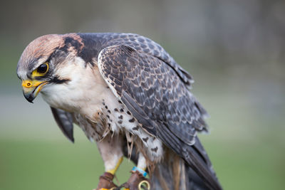 Close-up of owl