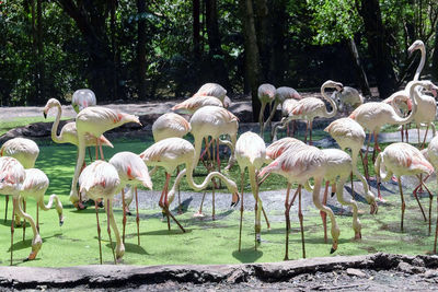 Flamingoes perching at lake