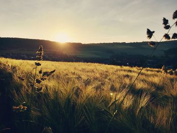 Scenic view of field against sky at sunset