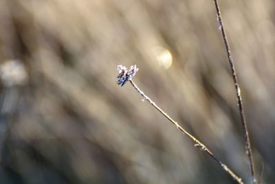 Close-up of insect on flower