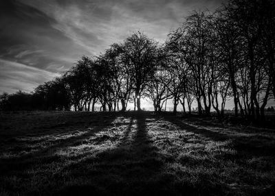 Trees on field against sky