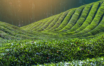 Plants growing on field, green tea plantation in south korea