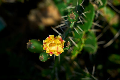 Close-up of yellow rose flower