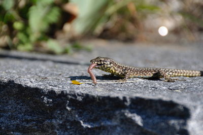 Close-up of lizard on rock