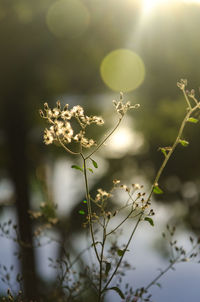 Close-up of flowering plant