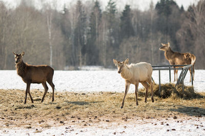 Deer standing on a field