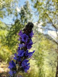 Close-up of purple flowering plant