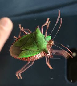 Close-up of insect on hand