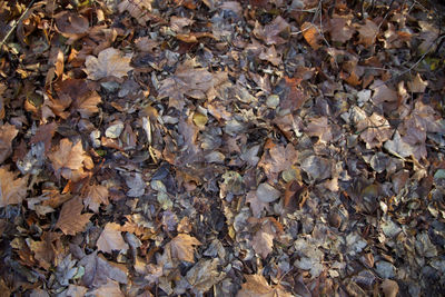 Full frame shot of autumn leaves
