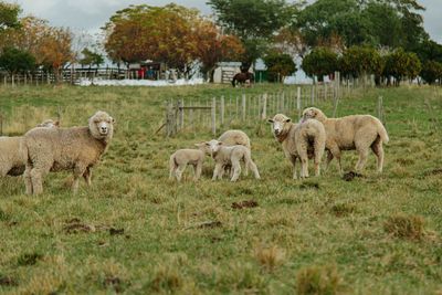 Sheep in a field