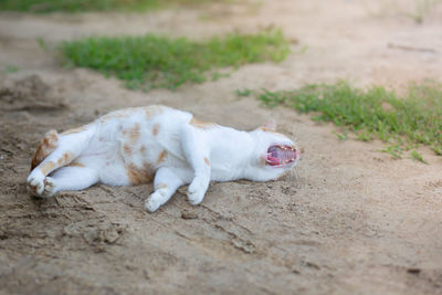 Cat lying on a land