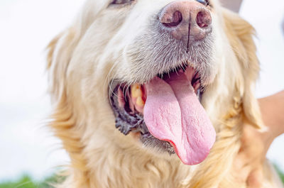 Charming face of cute dog. big pink tongue, nose close-up.