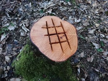 Close-up high angle view of leaf
