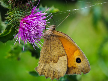Close-up of butterfly on purple flower