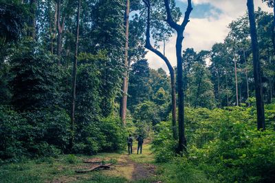 Rear view of people amidst trees at forest