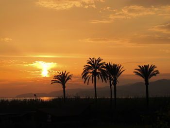 Palm trees on beach against sky at sunset